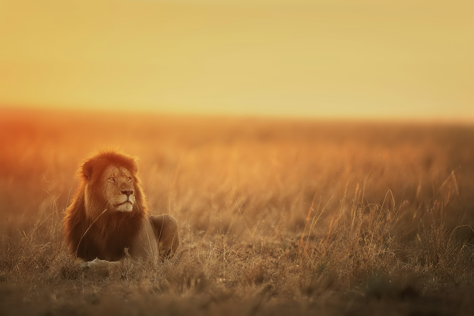 Adult male lion resting in golden savanna grass at sunset